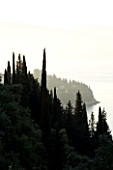 CORFU  GREECE: VIEW OF CYPRESS TREES WITH THE ALBANIAN MOUNTAINS IN THE DISTANCE AT DAWN ON THE NORTH EAST COAST