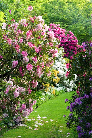 WARDINGTON_MANOR_GARDEN__OXFORDSHIRE_GRASS_PATH_PAST_RHODODENDRONS_AND_AZALEAS_IN_SPRING