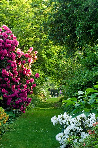 WARDINGTON_MANOR_GARDEN__OXFORDSHIRE_GRASS_PATH_LEADS_TO_AN_URN_PAST_RHODODENDRONS_AND_AZALEAS_IN_SP