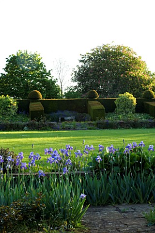 WARDINGTON_MANOR_GARDEN__OXFORDSHIRE_BLUE_IRISES_LINE_A_PATH_WITH_LAWN_AND_YEW_BUTTRESSES_IN_THE_BAC