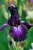 TALL BEARDED IRIS BALTIC STAR GROWN BY CLAIRE AUSTIN