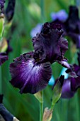 TALL BEARDED IRIS BALTIC STAR GROWN BY CLAIRE AUSTIN
