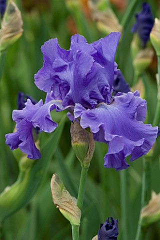 TALL_BEARDED_IRIS_YAQUINA_BLUE_GROWN_BY_CLAIRE_AUSTIN
