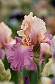 TALL BEARDED IRIS SWEET MUSETTE GROWN BY CLAIRE AUSTIN
