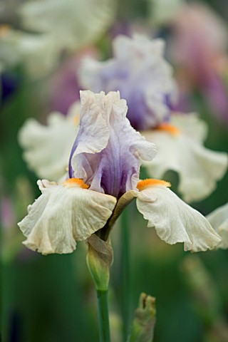 TALL_BEARDED_IRIS_OPPOSING_FORCES_GROWN_BY_CLAIRE_AUSTIN