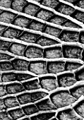 BLACK AND WHITE IMAGE OF THE UNDERSIDE OF THE GIANT AMAZON WATER LILY (VICTORIA AMAZONICA). KEW GARDENS  ENGLAND. PATTERN  TEXTURE