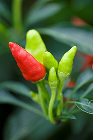 CAPSICUM_CANDLELIGHT_CHILLI__HOT__FOOD__SPICE
