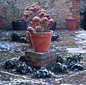 FROST COVERED HYDRANGEAS IN CONTAINERS  IN THE RAISED POT GARDEN. DAVID HICKS GARDEN  OXFORDSHIRE
