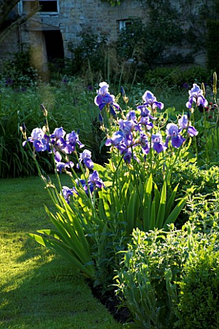 THE_OLD_RECTORY__MIXBURY__NORTHANTS_DESIGNER_ANGEL_COLLINS__BORDER_IN_THE_SPRING_WITH_IRIS_JANE_PHIL