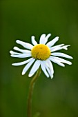 CLOSE UP OF THE WHITE FLOWER OF AN OXEYE DAISY (LEUCANTHEMUM VULGARE). THE OLD RECTORY  MIXBURY  NORTHANTS. DESIGNER: ANGEL COLLINS
