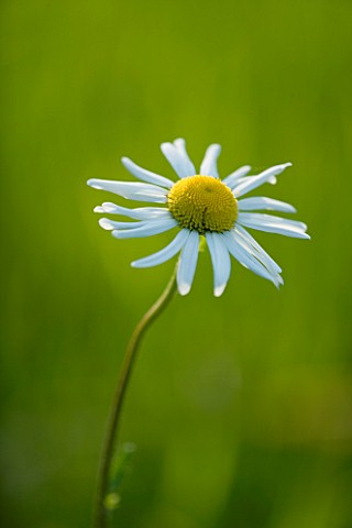 CLOSE_UP_OF_THE_WHITE_FLOWER_OF_AN_OXEYE_DAISY_LEUCANTHEMUM_VULGARE_THE_OLD_RECTORY__MIXBURY__NORTHA
