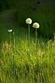 ALLIUM MOUNT EVEREST AND OX-EYE DAISIES (LEUCANTHEMUM VULGARE) NATURALISED THE MEADOW AT THE OLD RECTORY  MIXBURY  NORTHANTS. DESIGNER: ANGEL COLLINS
