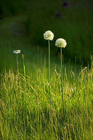 ALLIUM_MOUNT_EVEREST_AND_OXEYE_DAISIES_LEUCANTHEMUM_VULGARE_NATURALISED_THE_MEADOW_AT_THE_OLD_RECTOR