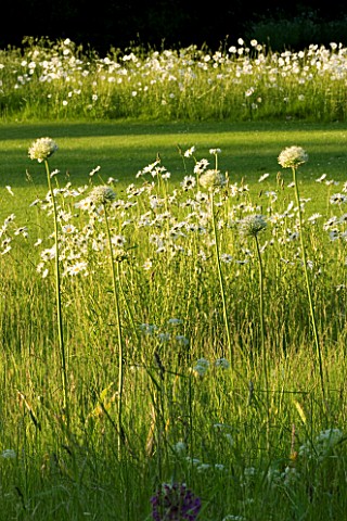 ALLIUM_MOUNT_EVEREST__AND_OXEYE_DAISIES_LEUCANTHEMUM_VULGARE_NATURALISED_IN_LAWN_THE_OLD_RECTORY__MI