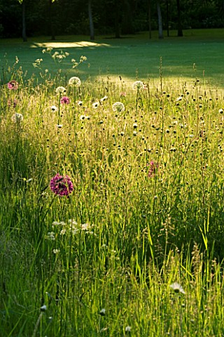 THE_OLD_RECTORY__MIXBURY__NORTHANTS_DESIGNER_ANGEL_COLLINS_MEADOW_PLANTING_WITH_ALLIUM_MOUNT_EVEREST