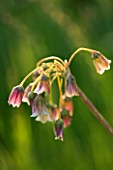 THE OLD RECTORY  MIXBURY  NORTHANTS. DESIGNER: ANGEL COLLINS. CLOSE UP OF FLOWER OF NECTAROSCORDUM SICULUM GROWING IN THE MEADOW