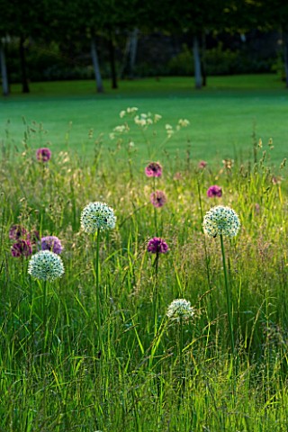 ALLIUM_PURPLE_SENSATION_AND_ALLIUM_MOUNT_EVEREST__NATURALISED_IN_A_MEADOW_THE_OLD_RECTORY__MIXBURY__