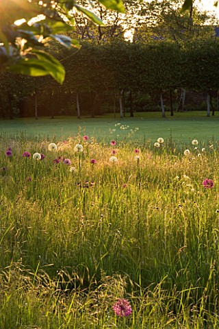 EVENING_LIGHT_ON_MEADOW_NATURALISED_WITH_ALLIUM_MOUNT_EVEREST_AND_ALLIUM_PURPLE_SENSATION_THE_OLD_RE