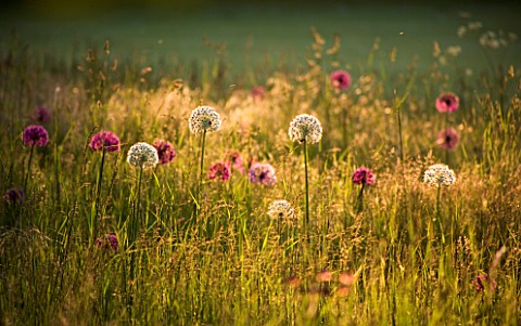 EVENING_LIGHT_ON_ALLIUM_MOUNT_EVEREST_AND_ALLIUM_PURPLE_SENSATION_NATURALISED_IN_A_MEADOW_THE_OLD_RE