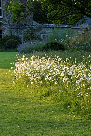 EVENING_SUNLIGHT_ON_A_MEADOW_OF_OXEYE_DAISIES_LEUCANTHEMUM_VULGARE_BESIDE_THE_LAWN_AT_THE_OLD_RECTOR