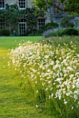 EVENING SUNLIGHT ON A MEADOW OF OX-EYE DAISIES (LEUCANTHEMUM VULGARE) BESIDE THE LAWN AT THE OLD RECTORY  MIXBURY  NORTHANTS. DESIGNER: ANGEL COLLINS. WILDFLOWER