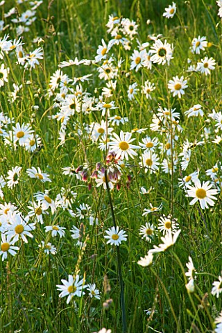 THE_OLD_RECTORY__MIXBURY__NORTHANTS_DESIGNER_ANGEL_COLLINS_MEADOW_PLANTING_OF_OXEEYE_DAISIES_LEUCANT