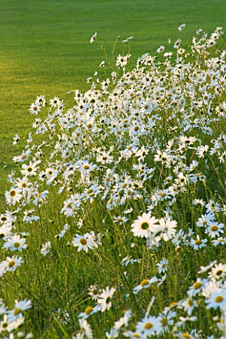 THE_OLD_RECTORY__MIXBURY__NORTHANTS_DESIGNER_ANGEL_COLLINS_MEADOW_PLANTING_OF_OXEYE_DAISIES_LEUCANTH