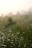 MARINERS GARDEN  BERKSHIRE  DESIGNER FENJA ANDERSON - A GRASS PATH RUNS THROUGH THE WILD FLOWER MEADOW AT DAWN WITH OXEYE DAISIES