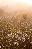 MARINERS GARDEN  BERKSHIRE  DESIGNER FENJA ANDERSON - THE WILD FLOWER MEADOW AT DAWN WITH OXEYE DAISIES