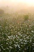 MISTY DAWN LIGHT ON WILDFLOWER MEADOW OF OXE-EYE DAISIES AT MARINERS GARDEN  BERKSHIRE