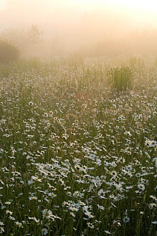MISTY_DAWN_LIGHT_ON_WILDFLOWER_MEADOW_OF_OXEEYE_DAISIES_AT_MARINERS_GARDEN__BERKSHIRE