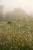 MISTY DAWN LIGHT ON WILDFLOWER MEADOW OF OXE-EYE DAISIES AT MARINERS GARDEN  BERKSHIRE