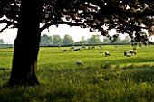 THE OLD RECTORY  HASELBECH  NORTHAMPTONSHIRE - SILHOUETTED TREE WITH FIELD OF SHEEP BEHIND