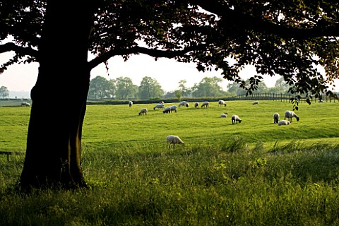 THE_OLD_RECTORY__HASELBECH__NORTHAMPTONSHIRE__SILHOUETTED_TREE_WITH_FIELD_OF_SHEEP_BEHIND