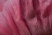 THE OLD RECTORY  HASELBECH  NORTHAMPTONSHIRE: ABSTRACT CLOSE UP OF THE FLOWER OF PAPAVER ORIENTALE PATTYS PLUM. POPPY  FULL SUN. TEXTURE  PORTRAIT  HERBACEOUS  PETAL  PETALS