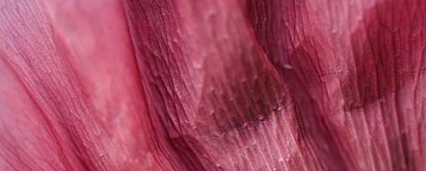 THE_OLD_RECTORY__HASELBECH__NORTHAMPTONSHIRE_ABSTRACT_CLOSE_UP_OF_THE_FLOWER_OF_PAPAVER_ORIENTALE_PA