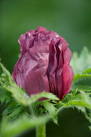 THE_OLD_RECTORY__HASELBECH__NORTHAMPTONSHIRE_CLOSE_UP_OF_THE_FLOWER_OF_PAPAVER_ORIENTALE_PATTYS_PLUM