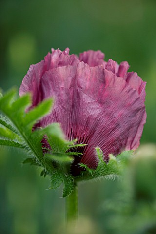 THE_OLD_RECTORY__HASELBECH__NORTHAMPTONSHIRE_CLOSE_UP_OF_THE_FLOWER_OF_PAPAVER_ORIENTALE_PATTYS_PLUM