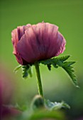 THE OLD RECTORY  HASELBECH  NORTHAMPTONSHIRE: CLOSE UP OF THE FLOWER OF PAPAVER ORIENTALE PATTYS PLUM. POPPY  FULL SUN. TEXTURE  PORTRAIT  HERBACEOUS  PETAL  PETALS