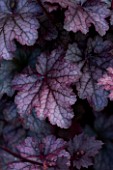 THE OLD RECTORY  HASELBECH  NORTHAMPTONSHIRE - CLOSE UP OF HEUCHERA