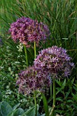 THE OLD RECTORY  HASELBECH  NORTHAMPTONSHIRE: CLOSE UP OF THE FLOWERS OF ALLIUM CHRISTOPHII. ONION  BULB  PORTRAIT  BULBS  ONIONS