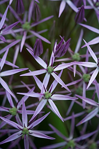 THE_OLD_RECTORY__HASELBECH__NORTHAMPTONSHIRE_CLOSE_UP_OF_THE_FLOWER_OF_ALLIUM_CHRISTOPHII_ONION__BUL