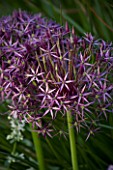 THE OLD RECTORY  HASELBECH  NORTHAMPTONSHIRE: CLOSE UP OF THE FLOWER OF ALLIUM CHRISTOPHII. ONION  BULB  PORTRAIT  BULBS  ONIONS