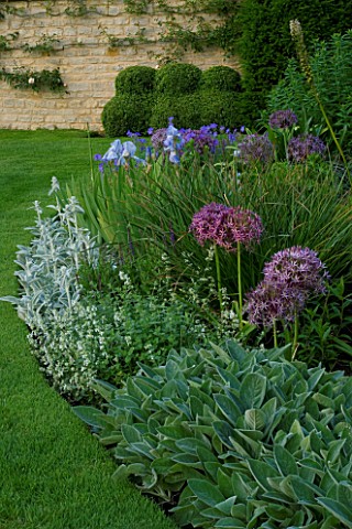 THE_OLD_RECTORY__HASELBECH__NORTHAMPTONSHIRE__BORDER_BESIDE_A_LAWN_WITH_ALLIUM_CHRISTOPHII__IRIS_JAN