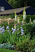 THE OLD RECTORY  HASELBECH  NORTHAMPTONSHIRE - LAWN AND HERBACEOUS BORDER PLANTED WITH IRIS JANE PHILLIPS  DIGITALIS SUTTONS APRICOT PAPAVER PATTYS PLUM  EREMURUS