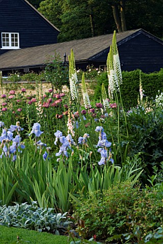 THE_OLD_RECTORY__HASELBECH__NORTHAMPTONSHIRE__LAWN_AND_HERBACEOUS_BORDER_PLANTED_WITH_IRIS_JANE_PHIL