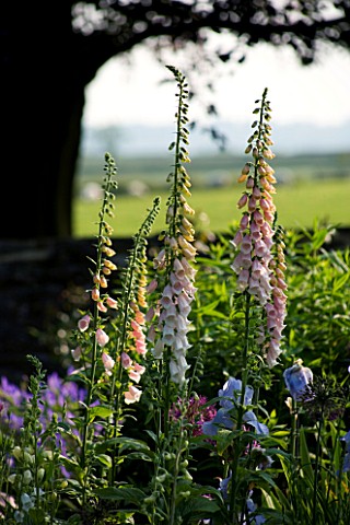 THE_OLD_RECTORY__HASELBECH__NORTHAMPTONSHIRE_IRIS_JANE_PHILLIPS_AND_DIGITALIS_SUTTONS_APRICOT_IN_A_B