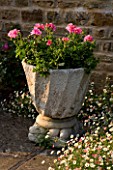 THE OLD RECTORY  HASELBECH  NORTHAMPTONSHIRE- STONE CONTAINER PLANTED WITH PINK GERANIUMS - SURROUNDED BY ERIGERON KARVINSKIANUS