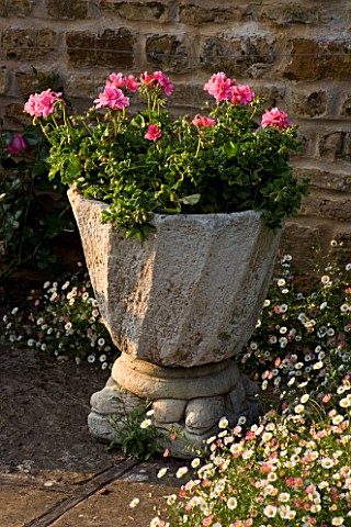 THE_OLD_RECTORY__HASELBECH__NORTHAMPTONSHIRE_STONE_CONTAINER_PLANTED_WITH_PINK_GERANIUMS__SURROUNDED