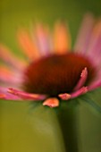 CLOSE UP OF FLOWER OF ECHINACEA SUNDOWN WITH ACHILLEA MOONSHINE BEHIND.